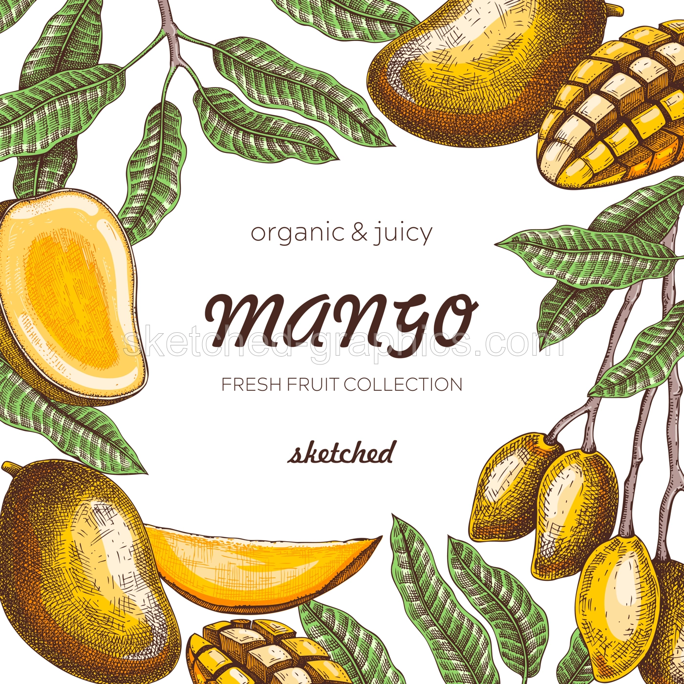 Summer background. Tropical fruit frame. Ripe mango sketch. Hand drawn vector illustration. Packaging, menu template, juice design. Mixed media style. NOT AI generated. Illustration